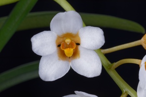 Sarcochilus Madge Bell' Orchiea HCC/AOS 77 pts.